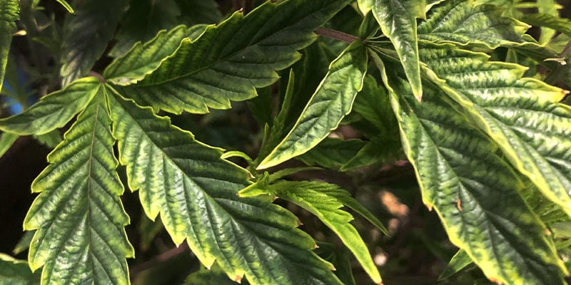 Como reconhecer a deficiência de cobre
