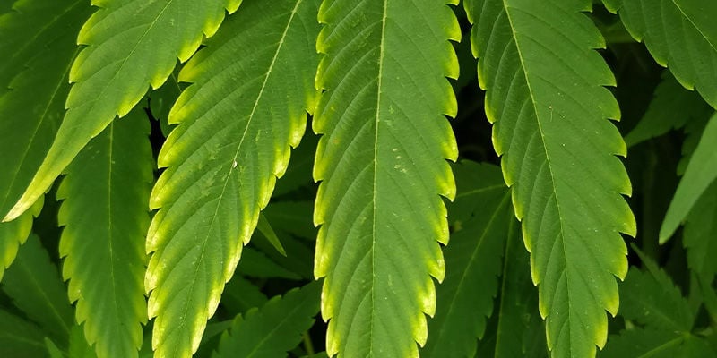 Como se manifesta a carência de cobre na canábis