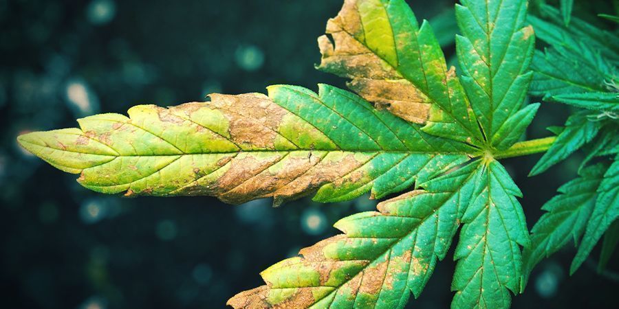 Deficiência e toxicidade de potássio