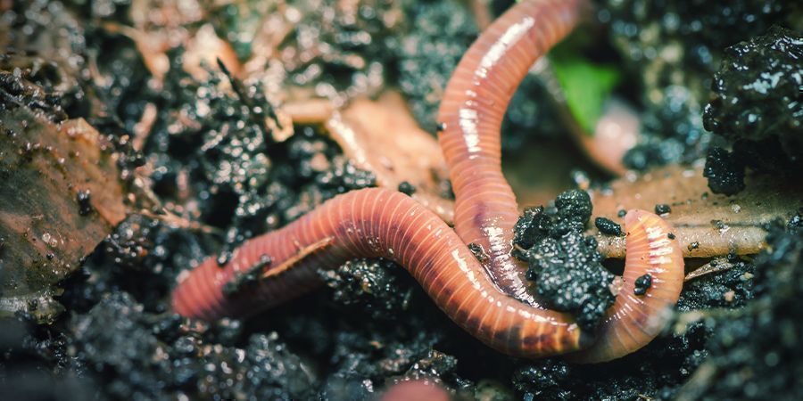 Potássio em fertilizante químico vs orgânico