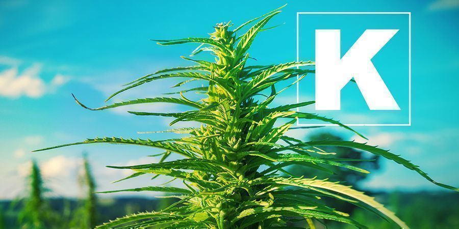 Potássio e o cultivo de canábis