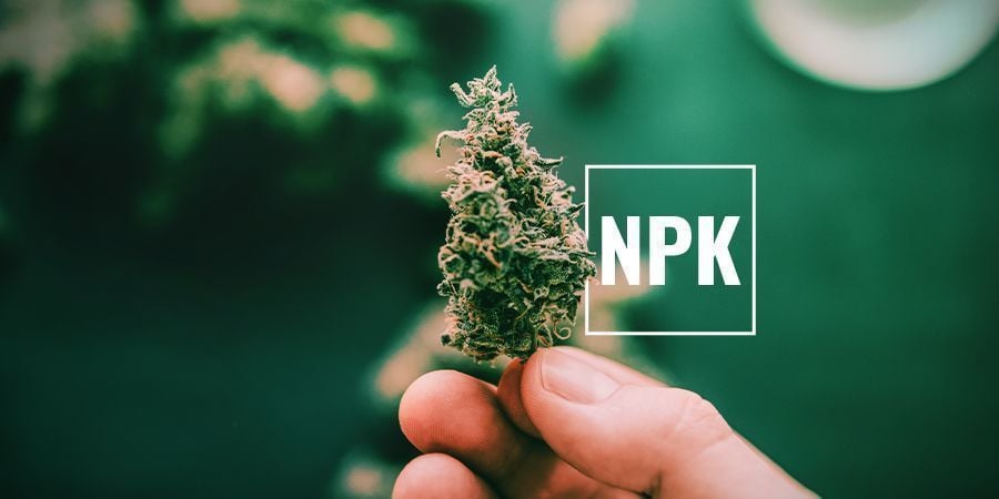 Porque é que as plantas de canábis precisam de potássio?