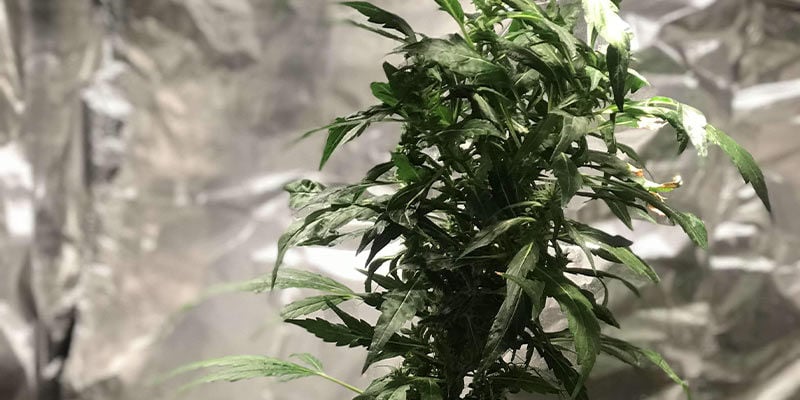 Ácaros largos em plantas de canábis