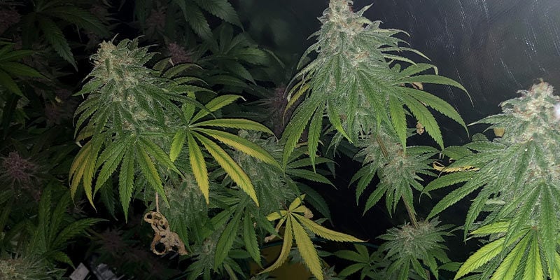 As plantas de canábis conseguem recuperar de infestação por ácaros-broad?