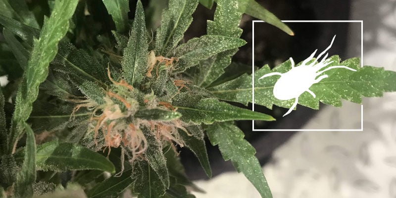 Ácaros-brevilíneos na cannabis: como tratar e prevenir
