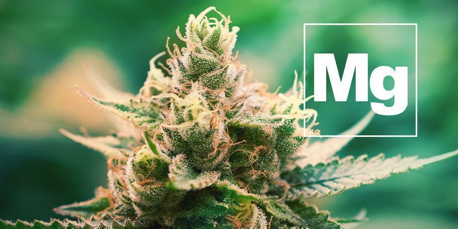 Magnésio E Plantas De Cannabis