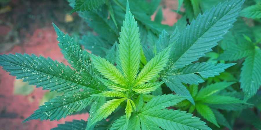 Porque é que as plantas de canábis precisam de magnésio?