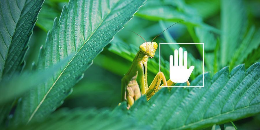 Por que as plantas de canábis precisam de azoto