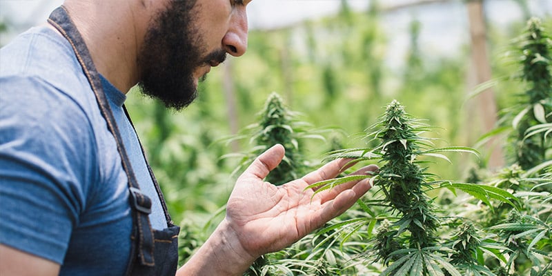 A importância do Croptober para cultivadores de canábis
