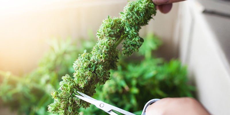 Desfolha, Secagem e Cura: As Etapas Finais Após o Croptober