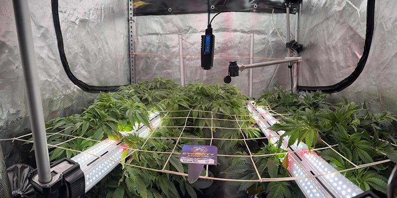 Avaliação da configuração da sala de cultivo