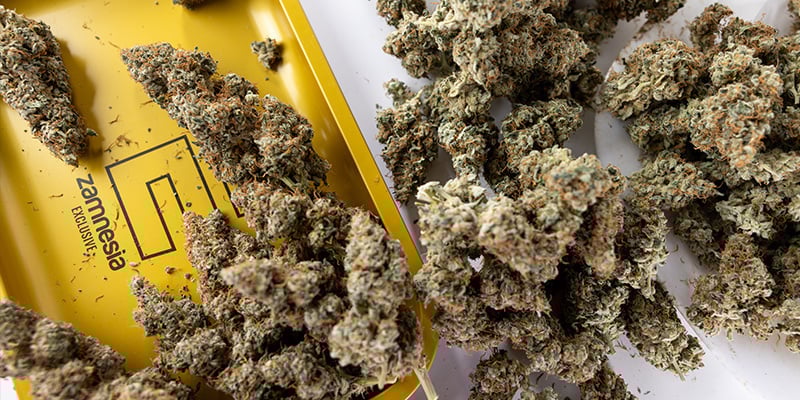 Aumenta o rendimento na mesma área cultivada