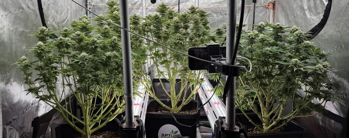 Iluminação intercalar na cannabis: vale a pena ou não?