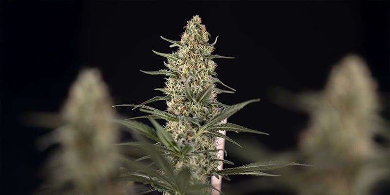 Quando usar iluminação intercalar no cultivo