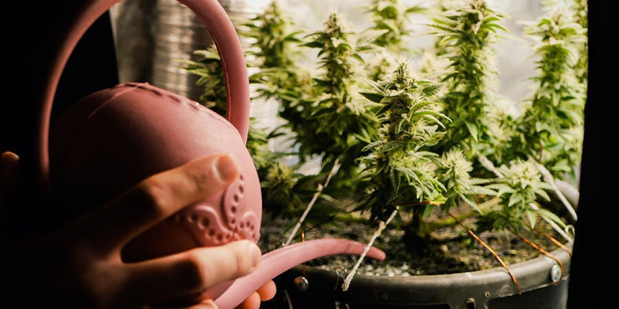 Como regar plantas de canábis: fase de crescimento e tamanho da planta