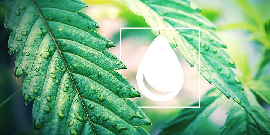 Como regar plantas de canábis