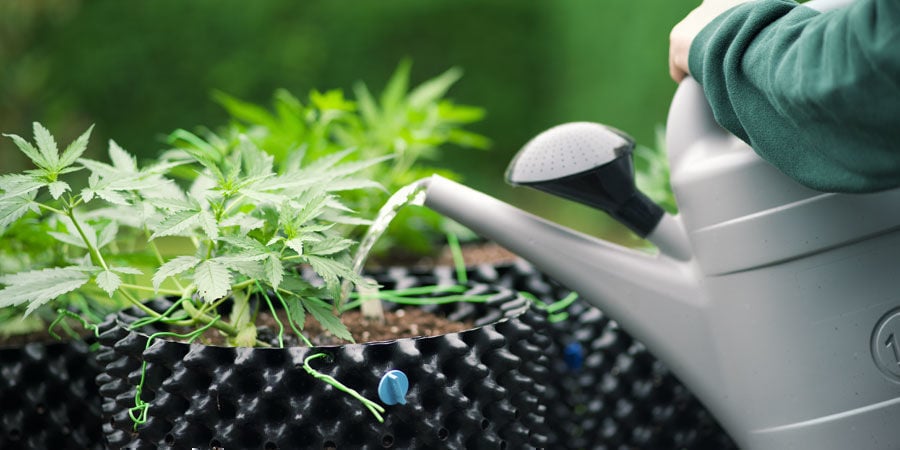 Com que frequência regar plantas de canábis