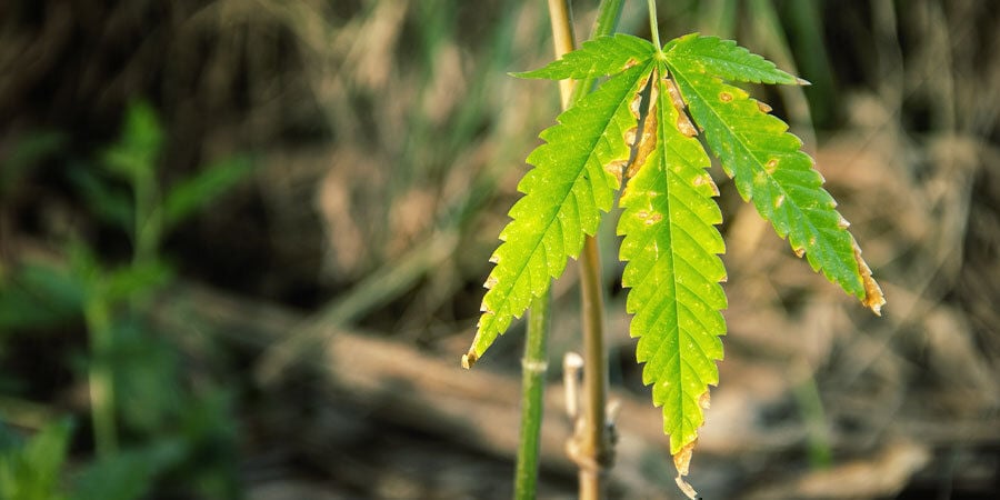 Como perceber se uma planta de canábis precisa de água