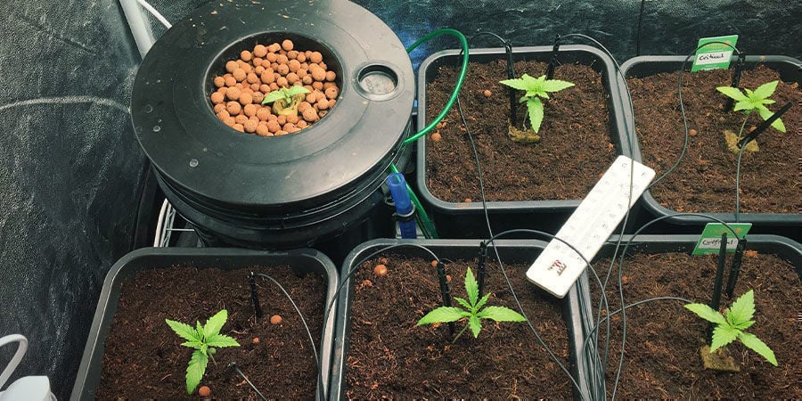 Como regar as plantas enquanto está ausente