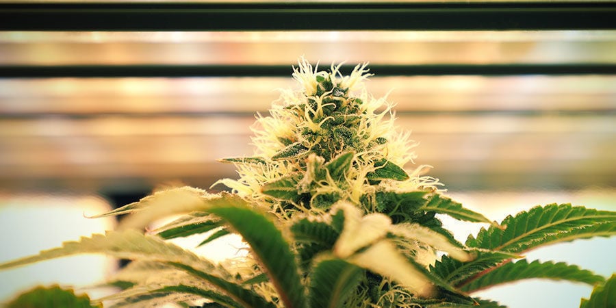 Como regar plantas de canábis: Intensidade da luz