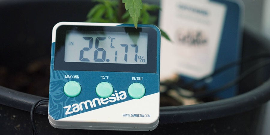 Como regar plantas de canábis: humidade relativa