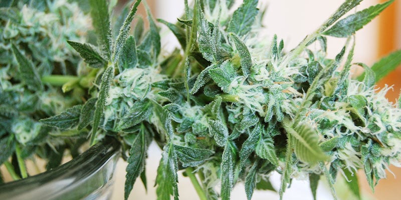 O que fazer se identificar o míldio nas plantas de canábis