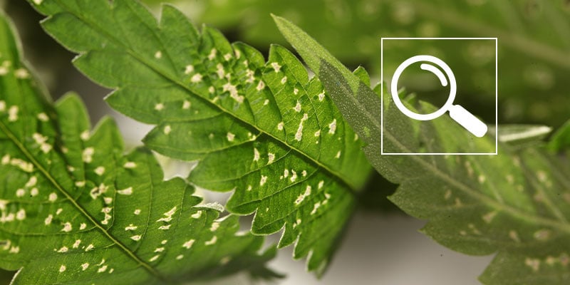 Causas comuns de manchas brancas nas folhas de cannabis