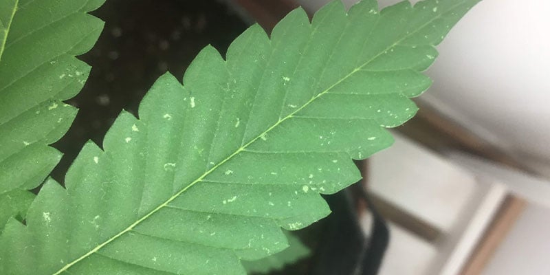 Prevenção de manchas brancas nas folhas de canábis