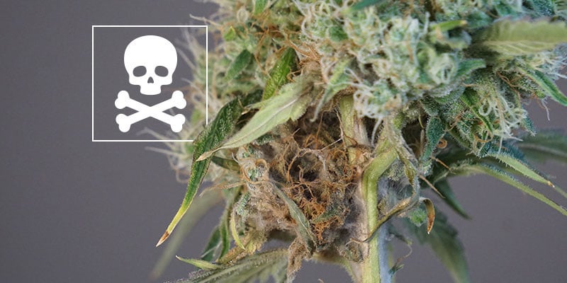 Ainda é seguro consumir cannabis com podridão dos botões?