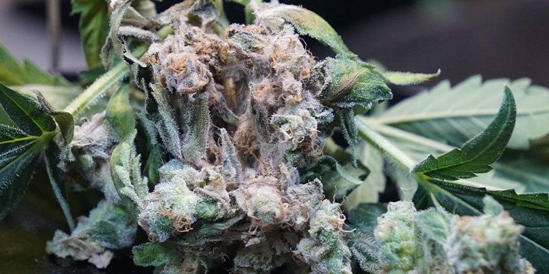 O que é a podridão dos buds (Botrytis cinerea)?