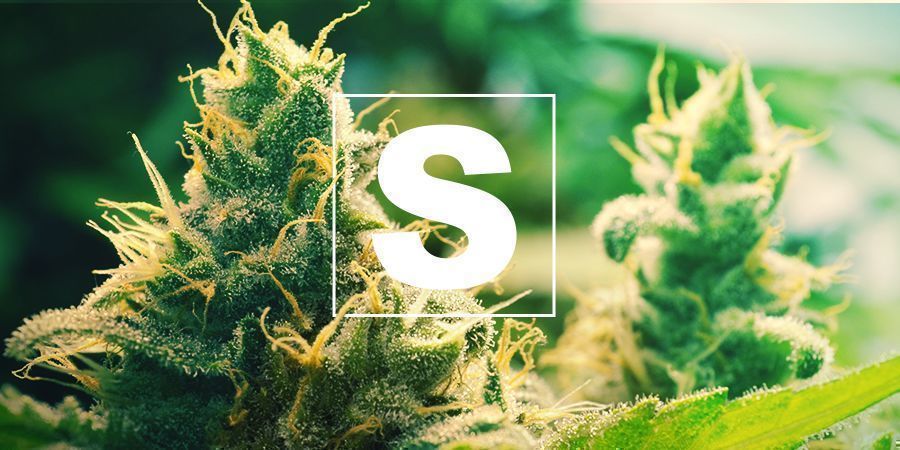 Enxofre e plantas de canábis