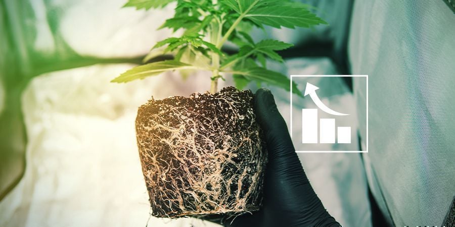 Porque é que as plantas de canábis precisam de enxofre?