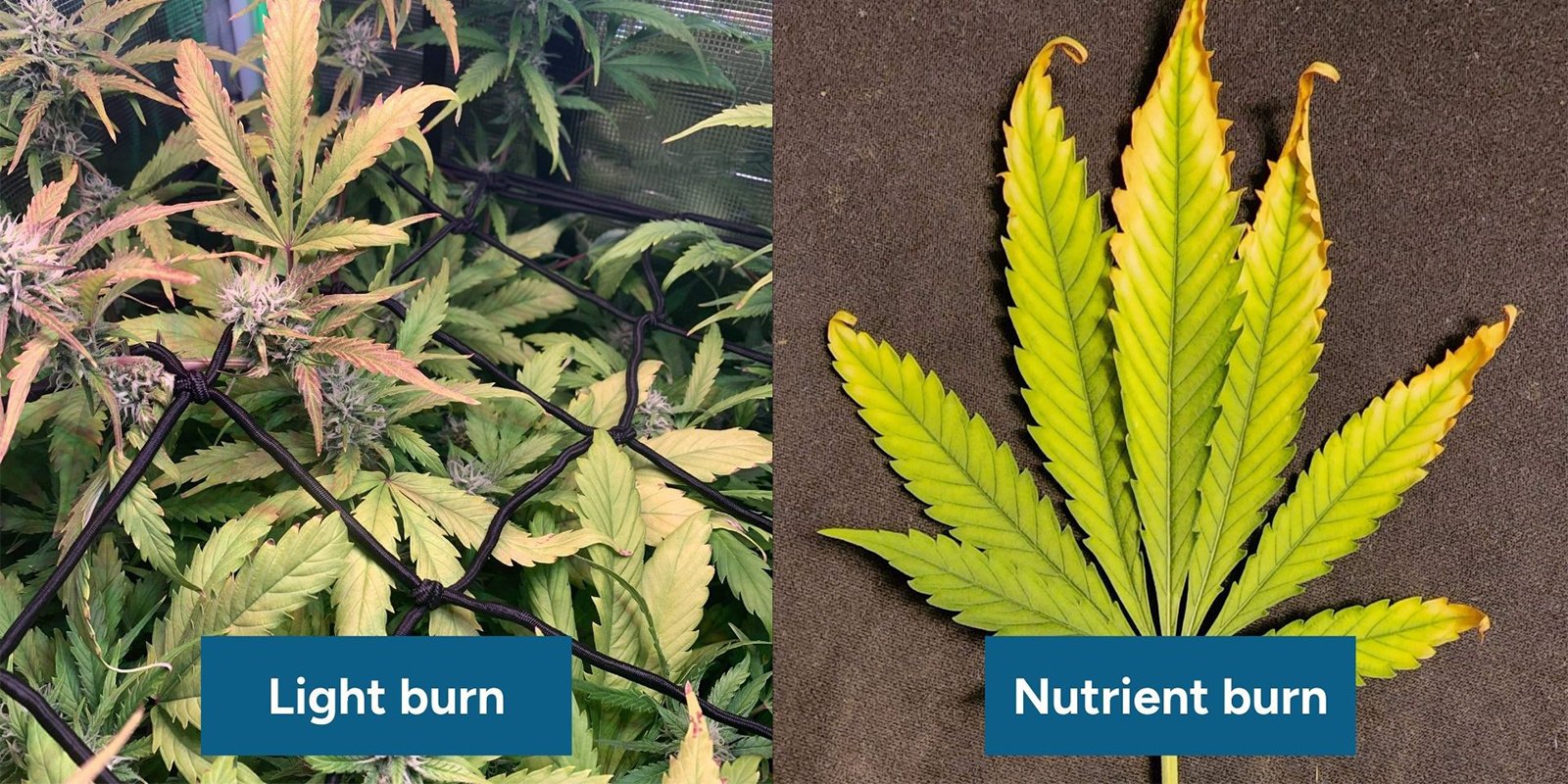 Como distinguir entre queimadura de luz e queimadura de nutrientes