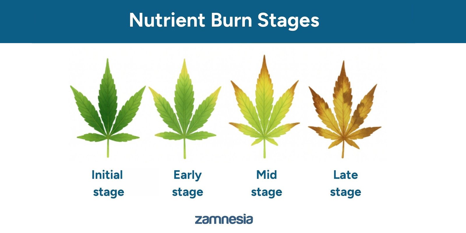 Fases da toxicidade por nutrientes