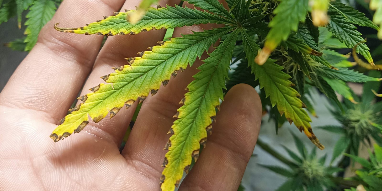 Queimadura de nutrientes na canábis: como identificar e salvar as suas plantas