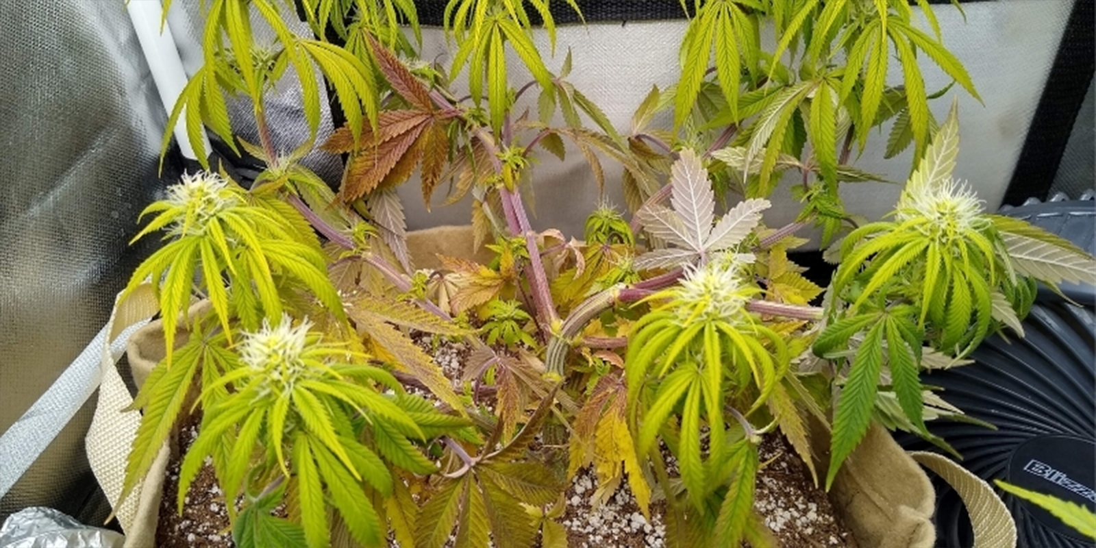 Sinais comuns de que as suas plantas de canábis estão a sofrer devido a níveis de pH incorretos