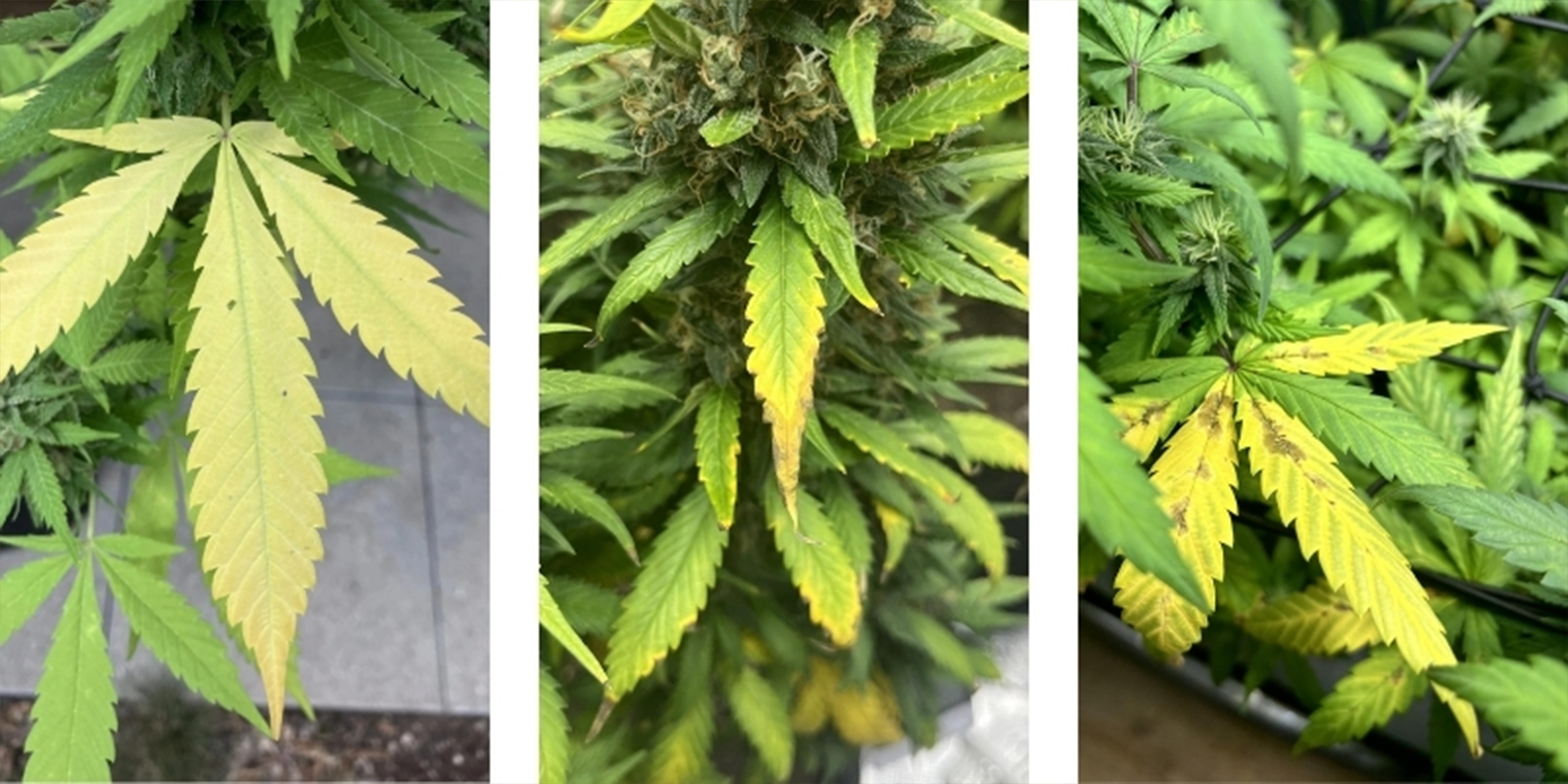Sinais comuns de que as suas plantas de canábis estão a sofrer devido a níveis de pH incorretos
