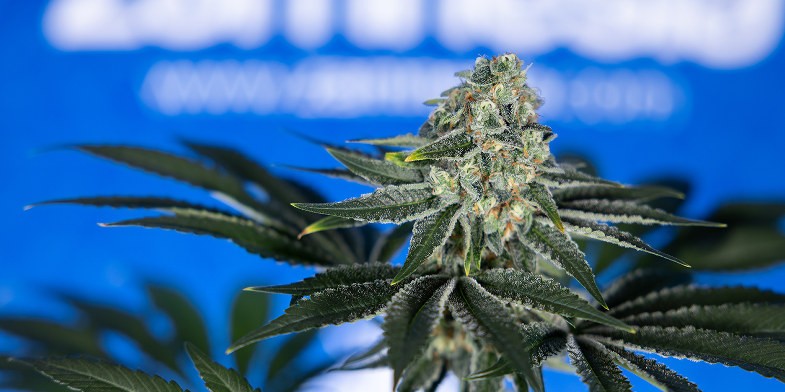 12/12 a partir de semente: O que esperar