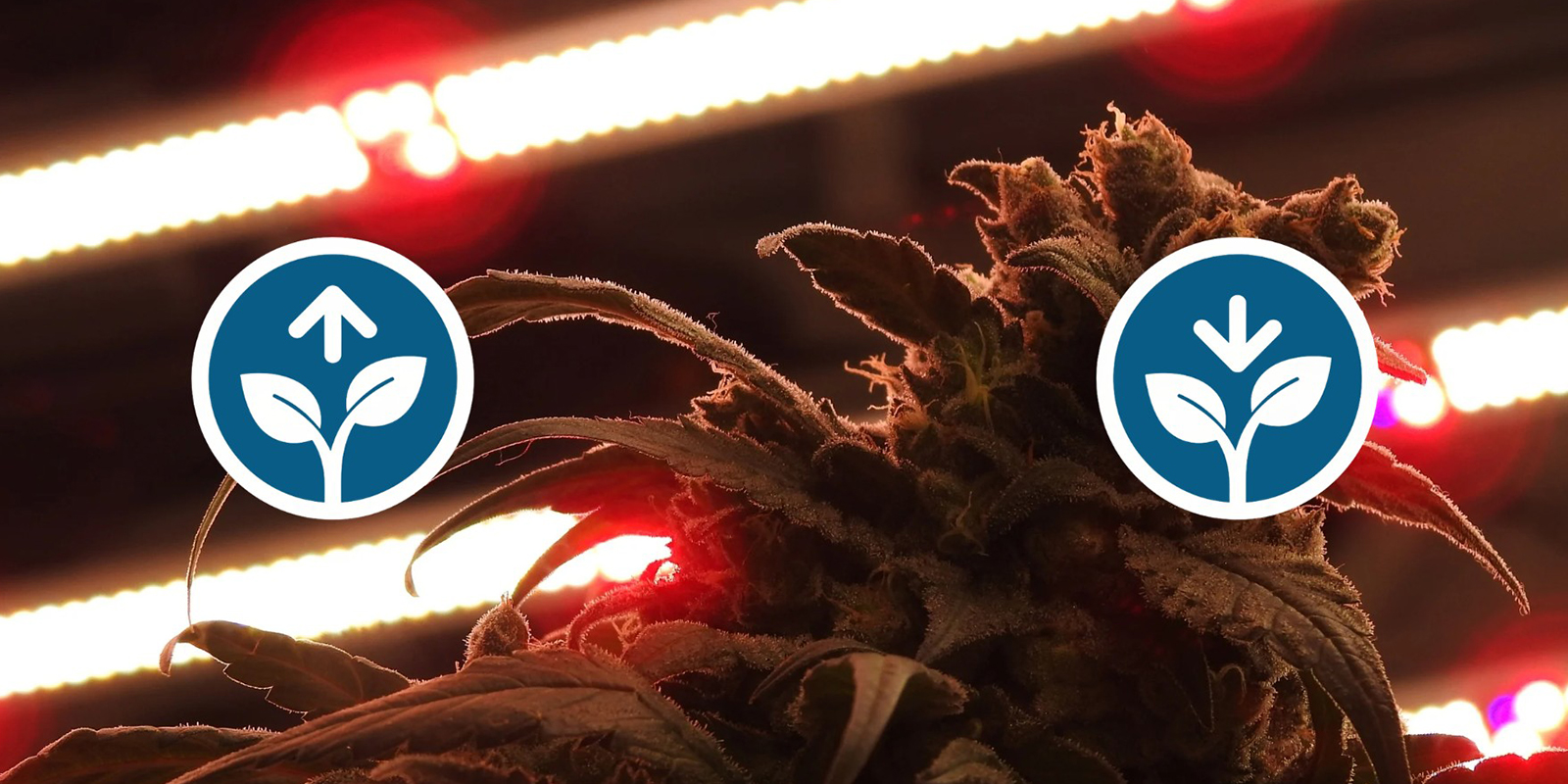 Vantagens e desvantagens do 12/12