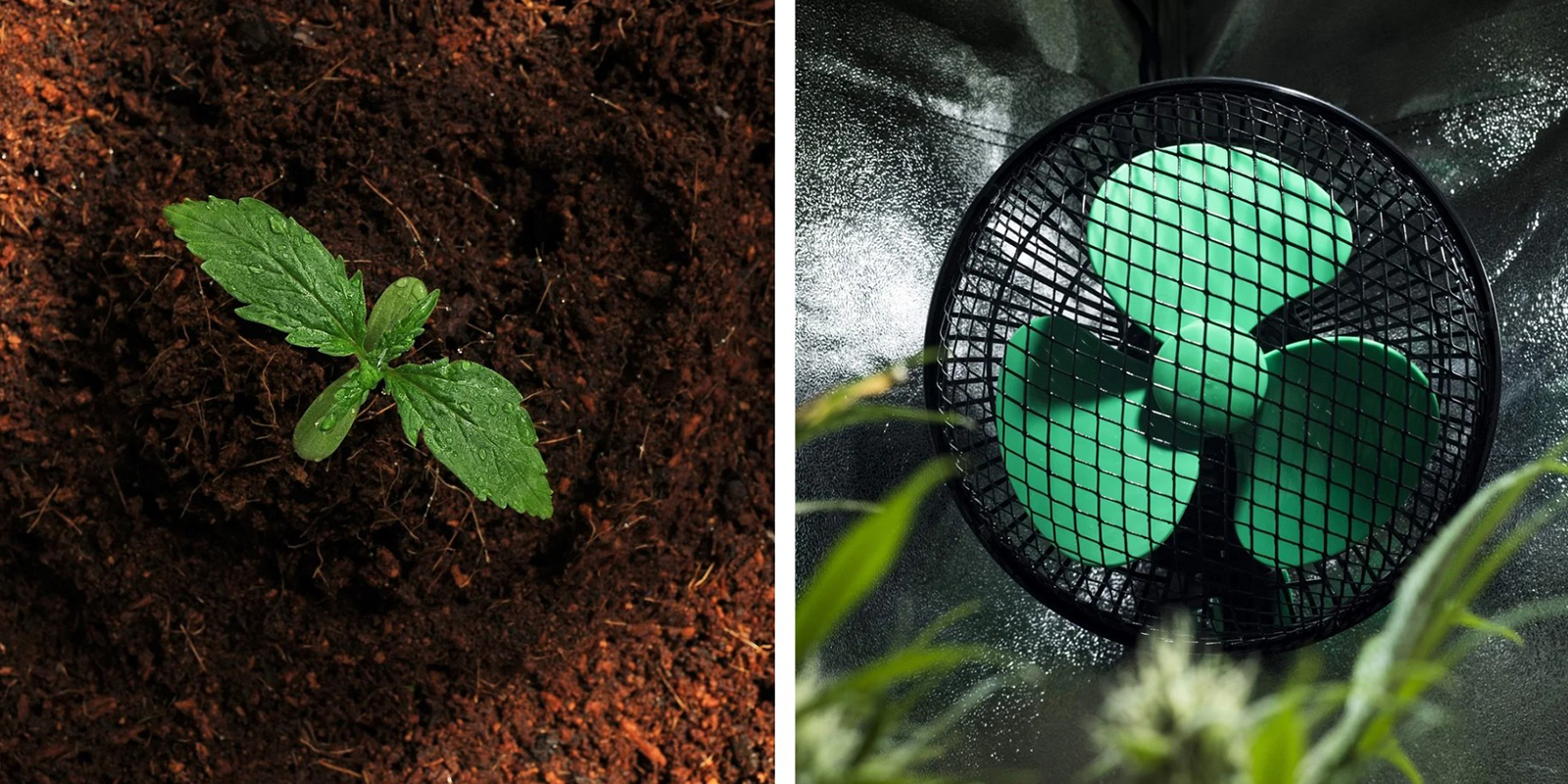 Solo de alta qualidade e fluxo de ar s&atilde;o essenciais