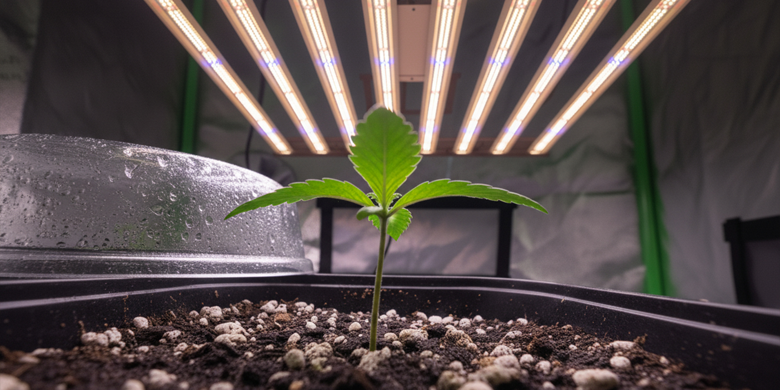 Come&ccedil;ar com ilumina&ccedil;&atilde;o 12/12 desde o primeiro dia