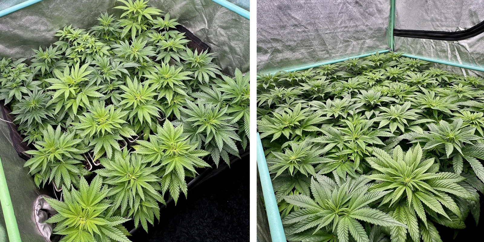 Experimente a t&eacute;cnica Sea of Green (SOG)