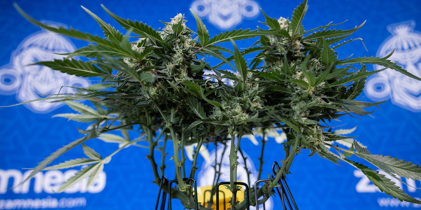 Use feminized or auto strains