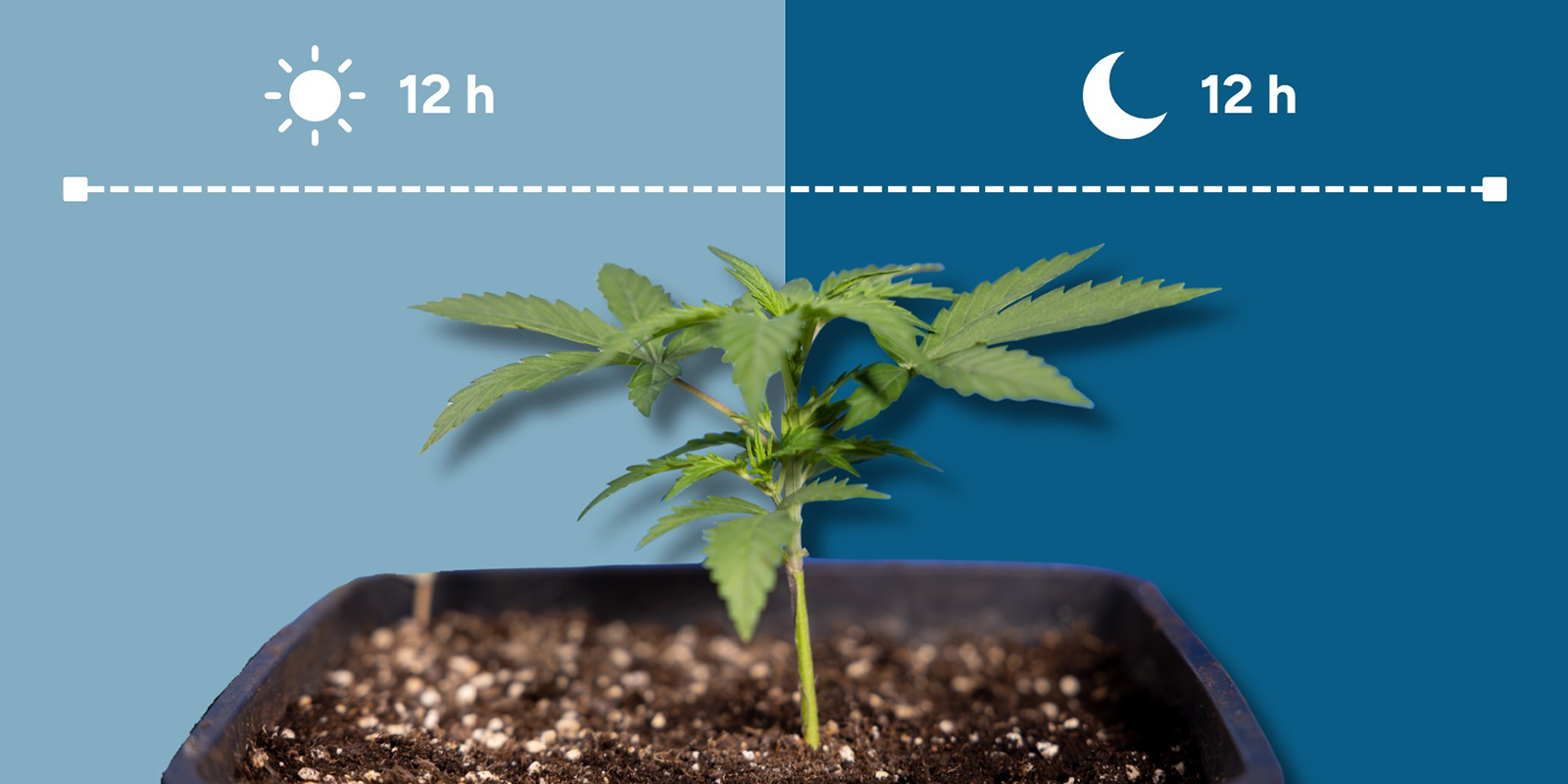 O que &eacute; 12/12?