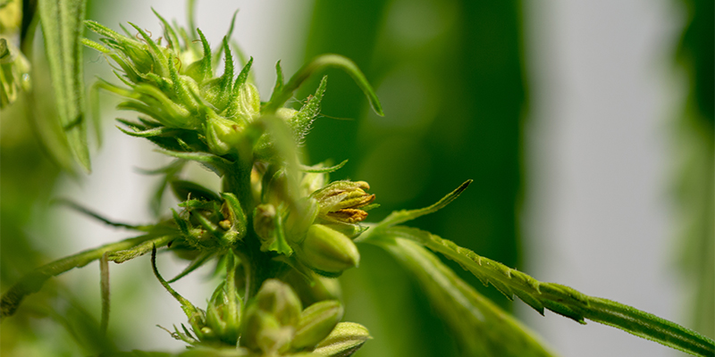 O que é uma planta de canábis hermafrodita? O que é uma planta de canábis hermafrodita?