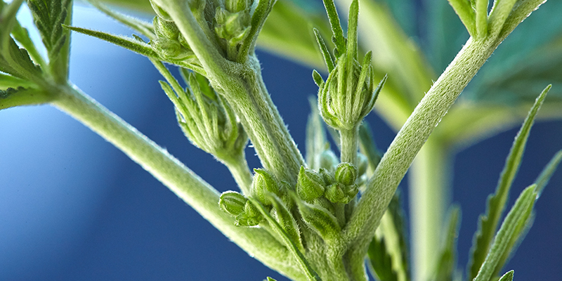 Como identificar plantas de canábis hermafroditas Como identificar plantas de canábis hermafroditas