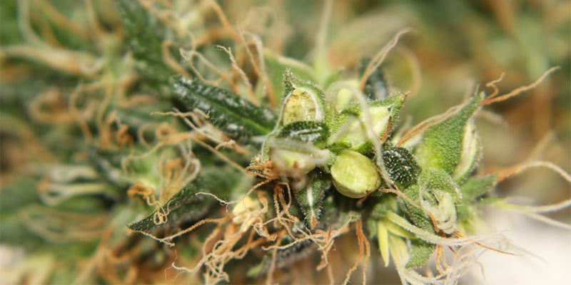 É possível salvar uma planta de canábis hermafrodita? É possível salvar uma planta de canábis hermafrodita?