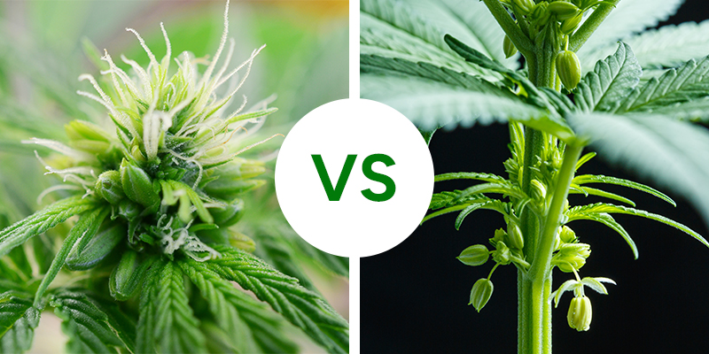 Plantas de canábis hermafroditas vs machos: principais diferenças Plantas de canábis hermafroditas vs machos: principais diferenças
