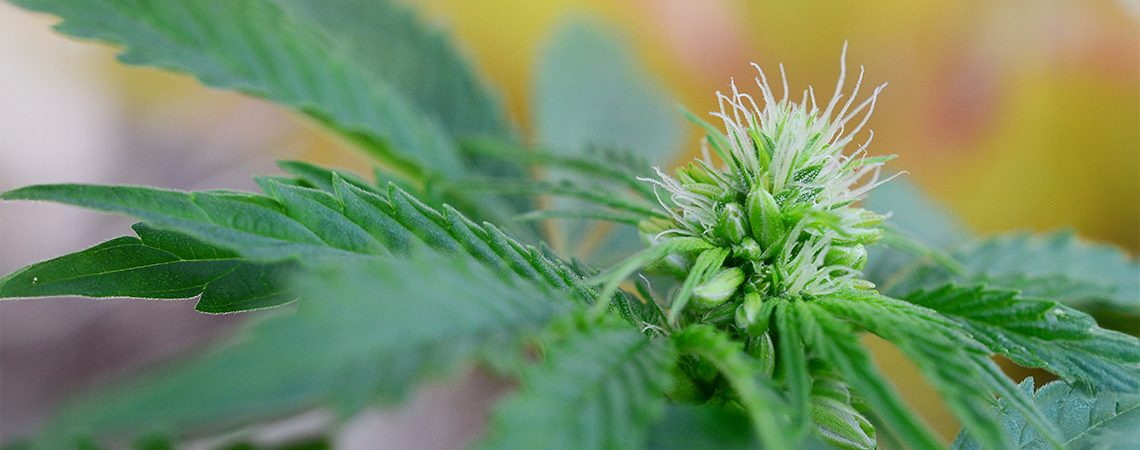 Plantas de canábis hermafroditas: sinais iniciais, imagens e o que fazer Plantas de canábis hermafroditas: sinais iniciais, imagens e o que fazer