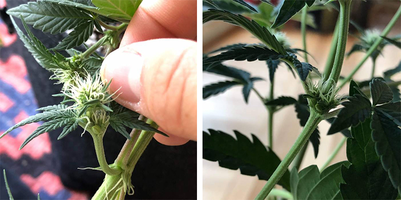 Como prevenir plantas de canábis hermafroditas Como prevenir plantas de canábis hermafroditas